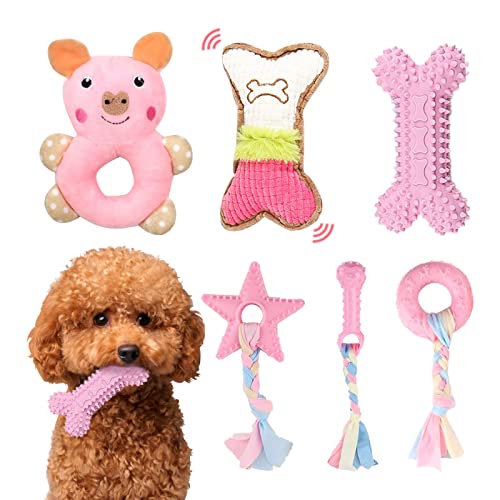 Best Toy Poodle