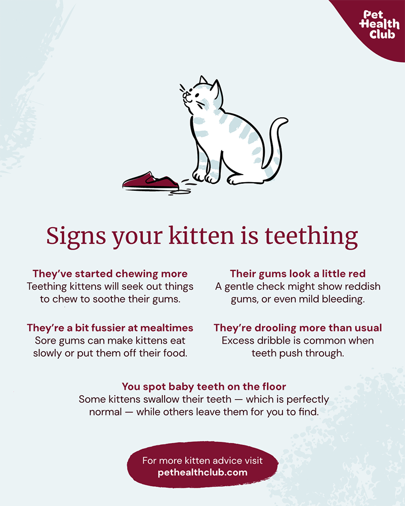 Do Kittens Need Teething Toys