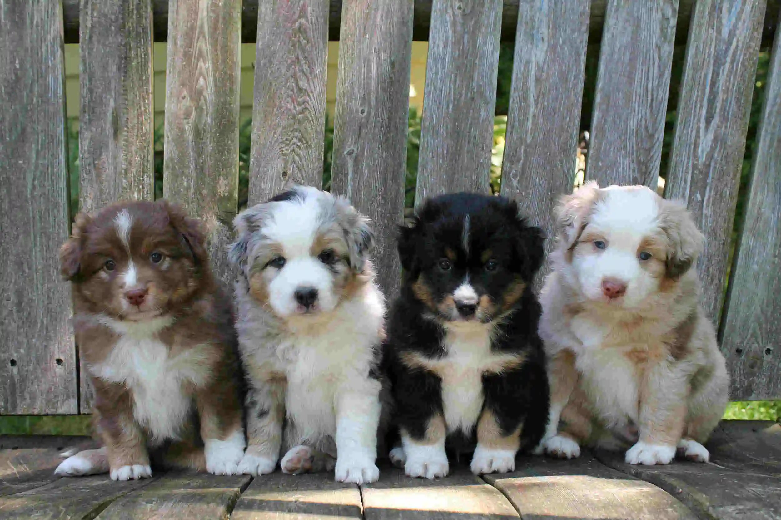 How Big Do Toy Australian Shepherds Get