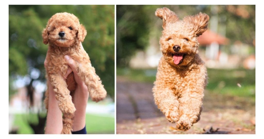 How Big Do Toy Poodles Get