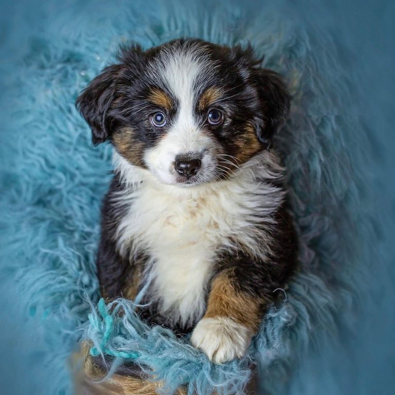 How Big Does a Toy Aussie Get