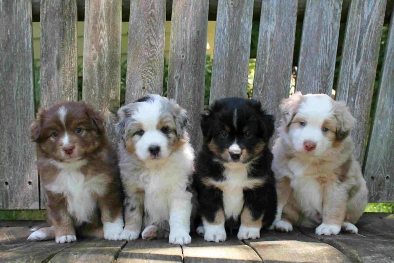 How Big Does Toy Australian Shepherd Get