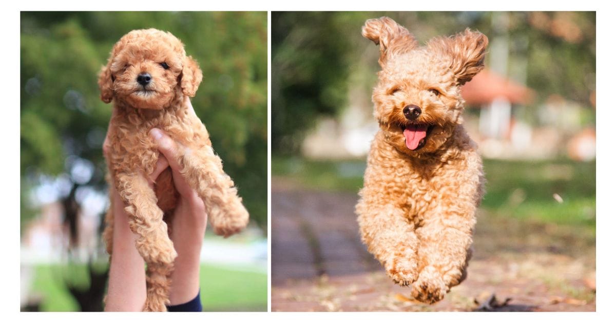 How Big Does Toy Poodles Get