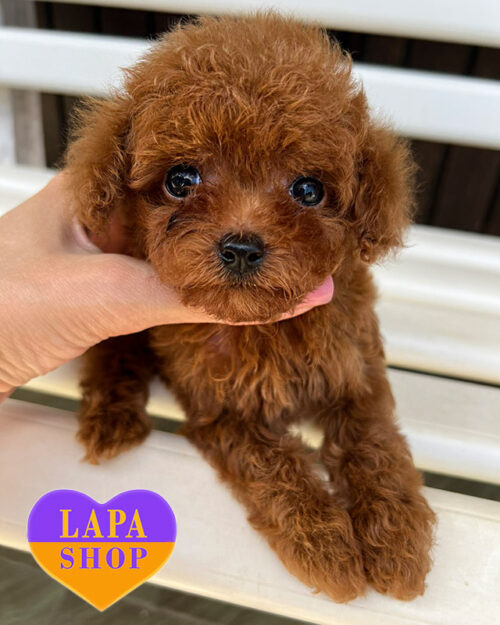 How Much are Toy Poodles