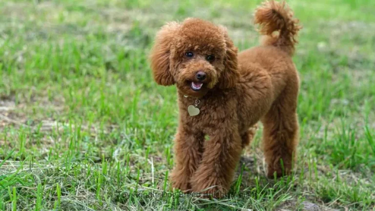 How Much Does a Toy Poodle Weigh