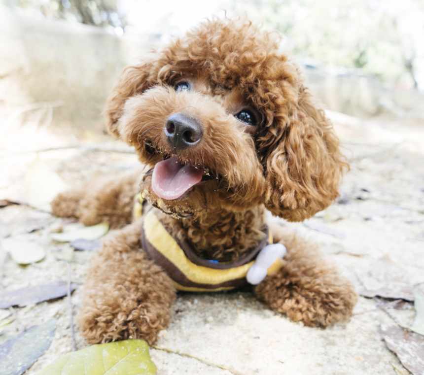 How Old Do Toy Poodles Live