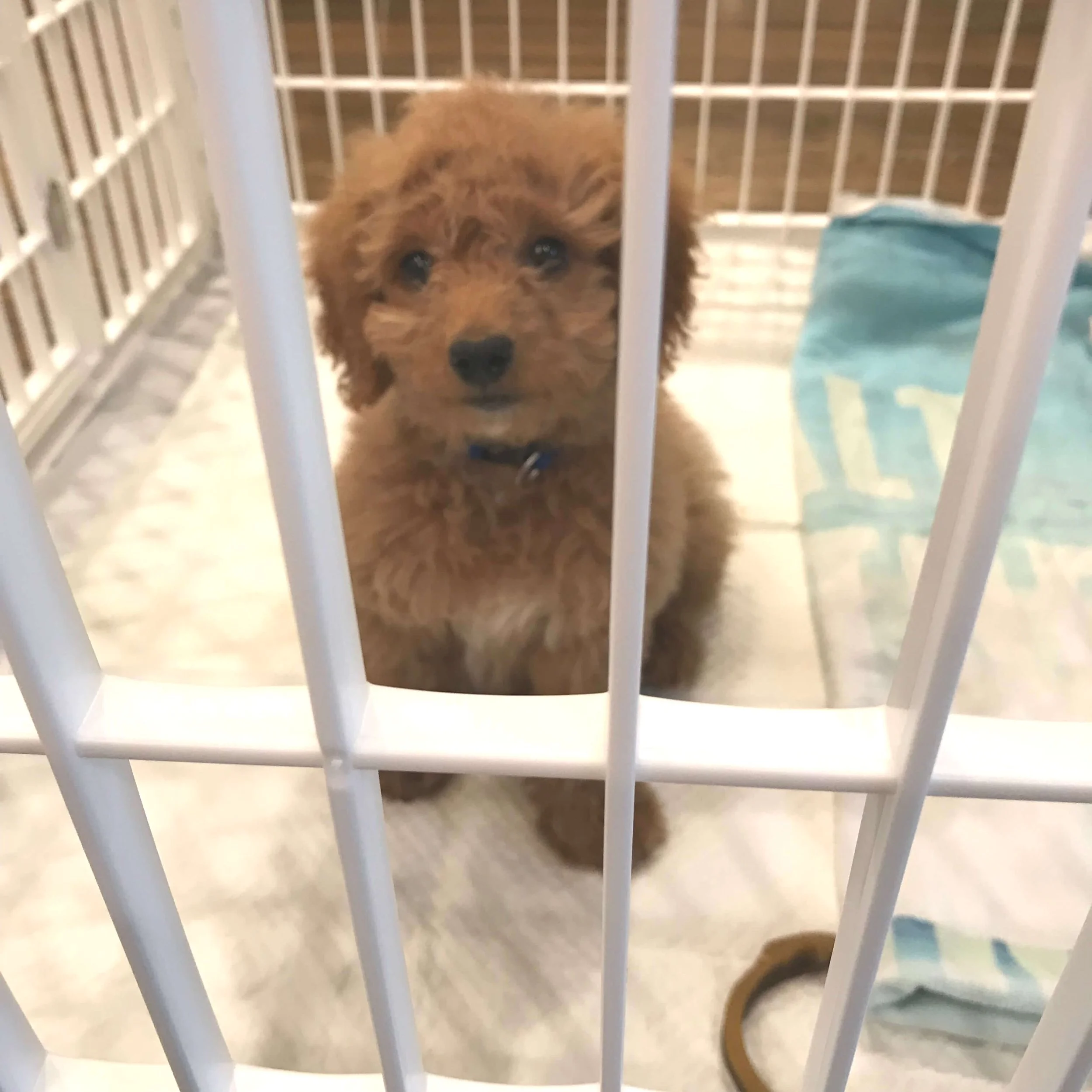 How to Toilet Train a Toy Poodle
