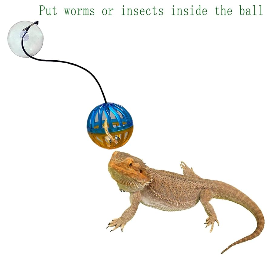 What Toys Do Bearded Dragons Like