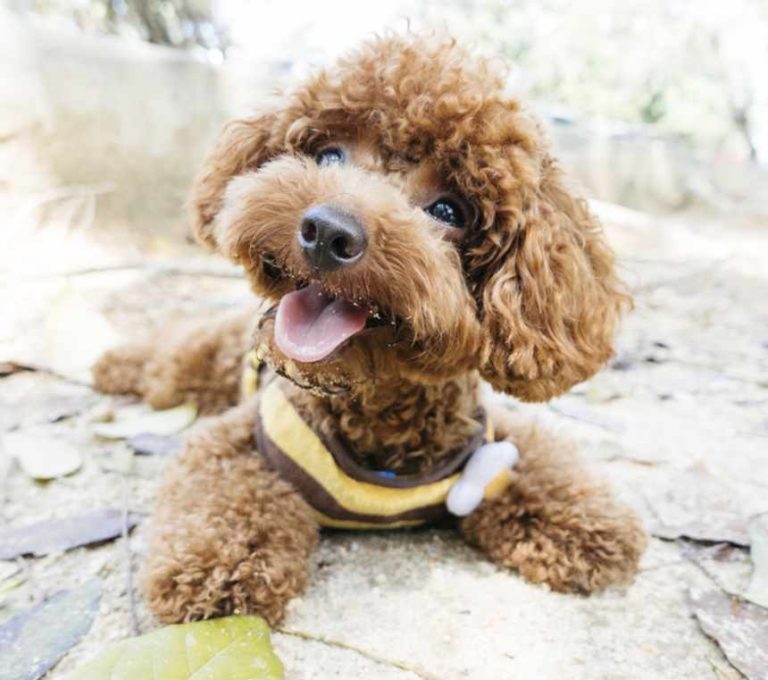 Which is Smaller Toy Or Mini Poodle