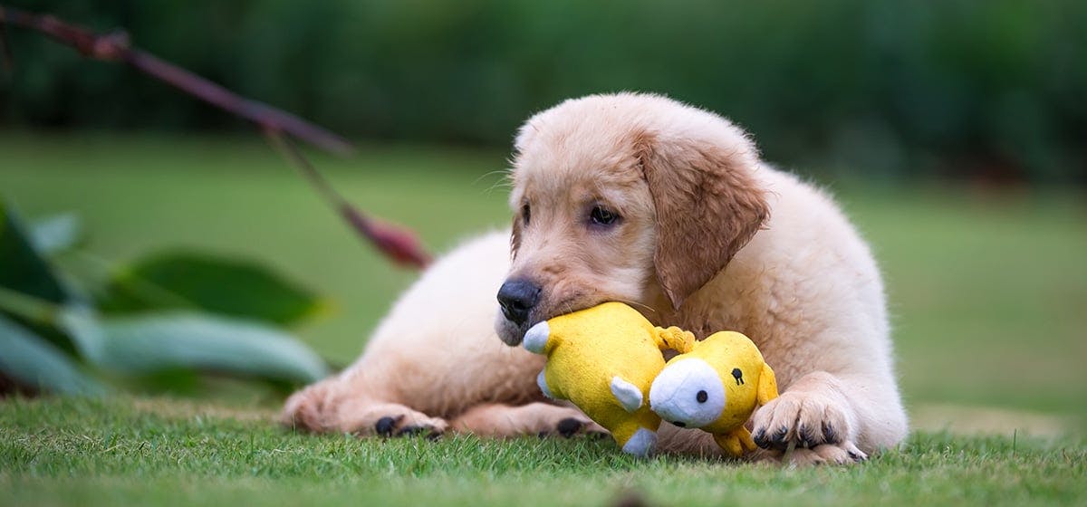Why Do Dogs Like Stuffed Toys