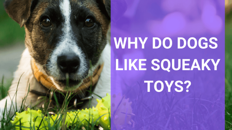 Why Do Dogs Love Squeaky Toys