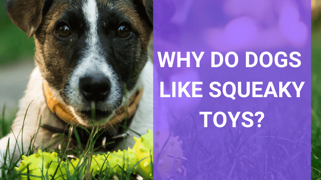 Why Do Dogs Love Squeaky Toys