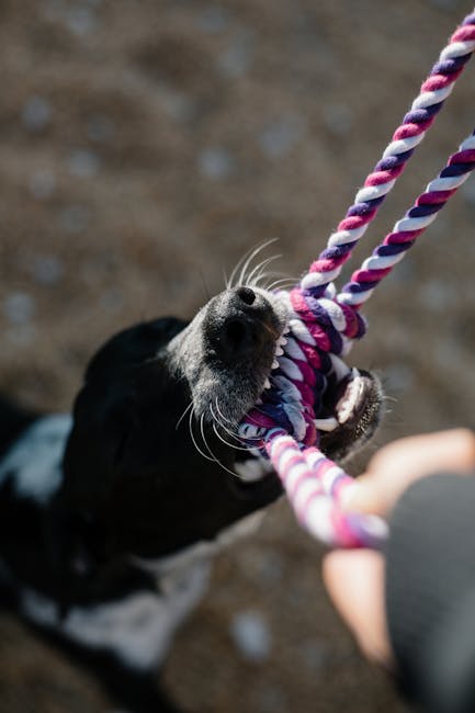 Best Rope Toy for Dogs: Durable, Heavy Duty Tug Toys for Aggressive Chewers