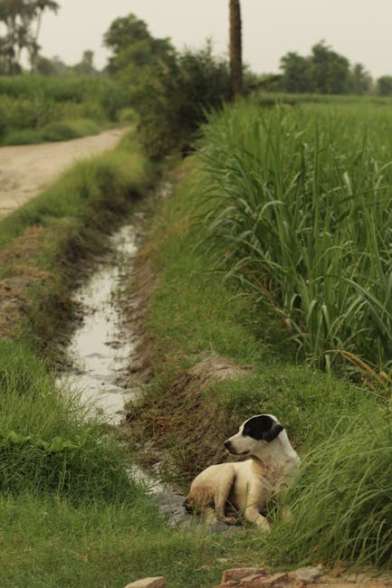 Why Do Dogs Like Squeaky Toys? Uncover the Fascination