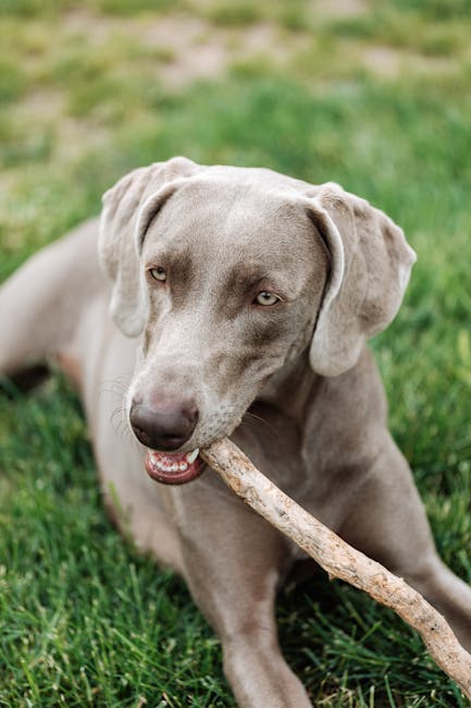Why Does a Dog Bring You a Toy: Unraveling Canine Behavior